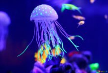 Bioluminescent Jellyfish